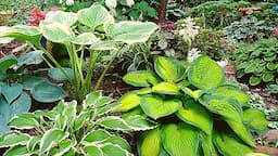 💚My top 25 favorite hostas from my shade garden 🍃 Hosta Garden tour 🍀🌿