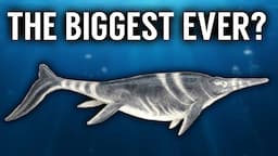 This Sea Reptile could be the Biggest EVER | Ichthyotitan