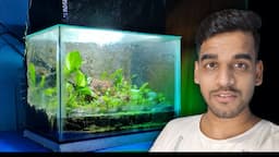 I Made 99% Aquatic Plants Paludarium as a Storage Tank