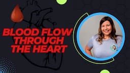 Blood Flow Through the Heart | Heart Anatomy