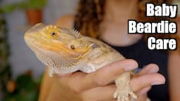 Baby Bearded Dragon Care - Beginner Care Guide 2021