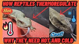 WHY YOUR REPTILE NEEDS TO THERMOREGULATE | HOT AND COLD TANKS!