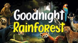 Goodnight Rainforest | Relaxing Rain Sounds | Bedtime Story for Babies and Toddlers 🦜