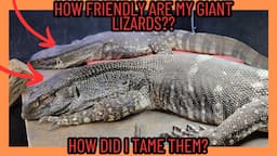 GIANT BLACK THROAT MONITOR LIZARD UPDATE! ANSWERING QUESTIONS