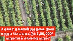 Farmer's income in tomato cultivation in lakhs? how?? Saaho tomato variety  in Tamil