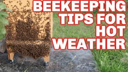 Beekeeping Tips For Keeping Your Bees Cool In Hot Weather