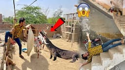 Big Lizard Hamza Ko Apne Sath Le Gai 😱 Aur Bakra Kha Gai 😱