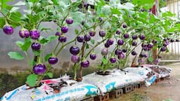 Growing eggplant has never been easier. How to produce fruit all year round