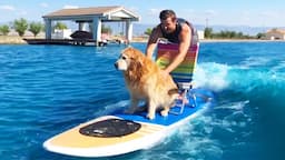 Man Surfs With Dog And More | Summertime Adventures