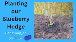 Planting Our Blueberry Hedge