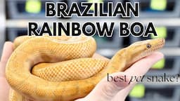 Brazilian Rainbow Boa - Best Pet Snake?