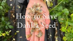 How to Save Dahlia Seed