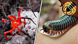 Spiders, Millipedes and MORE | Amazing Wildlife in Australia