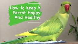 How To Keep a PARROT Happy and Healthy  -  Simple everyday Tips