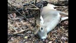 Two Bucks in The Same Spot In 5 Minutes, Crossbow, Arkansas Public Land, 2020