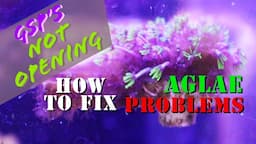 How To Get Rid Of Algae Causing Green Star Polyps To Not Open Fully (DIY Treatment) - A1A Adventures