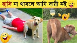 পশুদের মজার কর্মকান্ড ক্যামেরায় ধরা পড়া। Funny Animals Video 2022। Animal Moments P-24 । mayajaal