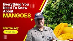 Everything You Need To Know About Mangoes | A Tour Of Mangoe Orchards, Kotri