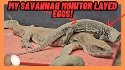 MY SAVANNAH MONITOR LAYED EGGS! NOW WHAT? I Learned A Lot!