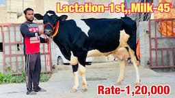 Pure ABS, Denmark Breed at low rates || 15 HF cow for sale in Punjab