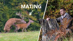 I've never filmed the Red deer mating before | Wildlife Photography