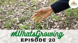 EP 20 | #WhatsGrowing in our Permaculture Wifi Garden [Dec 2021]