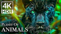 The Most BEAUTIFUL Animals Video You’ll Ever See In 4K HDR 60 FPS