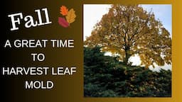 Great Time to Harvest Leaf Mold