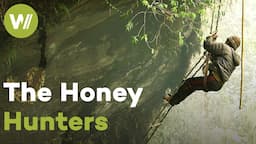 On the himalayan cliffs to harvest honey from giant bees, the most dangerous in the world