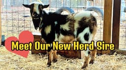 Adding a New Goat Herd Sire / Nigerian Dwarf Goats