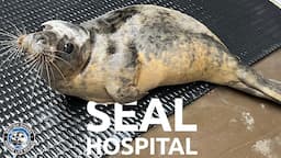 How we rescue seals