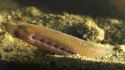 The Hidden World Of The Sea Lamprey