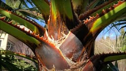 EVERYTHING About Hybrid Washingtonia Palms & Steve Seiler's Avocado Tree