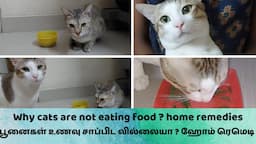 Why cats are not eating food ? home remedies 😺 பூனைகள் உணவு சாப்பிட வில்லையா ? ஹோம் ரெமெடி