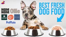 11 Best Fresh Dog Food Brands (in 2022)