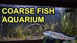 Creating a Coarse Fish Aquarium