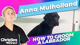 Anna Mulholland: How to Groom a Labrador