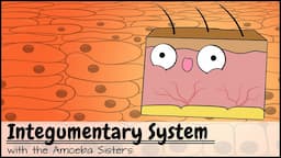 Integumentary System