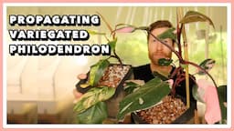 How to IMPROVE the Variegation in Philodendron Pink Princess | Better Variegation in Propagations