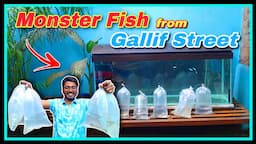 😍😍 Shifting Galliff Street All Monster Fish in Monster Tank 😍😍 || Monster Fish Tank Setup