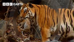 Motherhood in the Animal Kingdom | BBC Earth