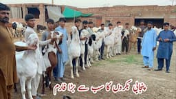 Punjab Biggest Bakra Farm ll Goat Farm #bakramandi #cow #goat #cowmandi #bakra