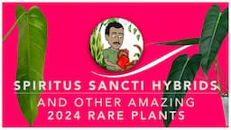 2024 Rare Collector Plants: Spiritus Sancti Hybrids Spotlight, New Anthurium, and MORE! 🌱✨