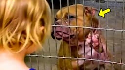 Sick Pit Bull Is Rejected By Everyone, Then a 2-year-old Girl Sees It & Does Something Unbelievable