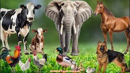 Land Animals: Horse, Elephant, Cat, Dog, Cow, Duck - Animal Sounds