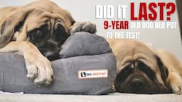 Do Big Barker Dog Beds Flatten? Putting Their 10-Year Warranty To the Test