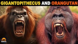 Is Gigantopithecus the Ancestor of Modern Orangutans?