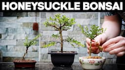 How to Make Bonsai from a Honeysuckle🌼*EASY*