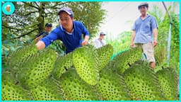 How To Harvest And Process Millions Of Soursop Fruits | Modern Agriculture