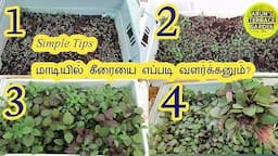 கீரை வளர்ப்புக்கு மிக சிறந்த முறை with 100% success tips | முளைக் கீரை  in terrace garden